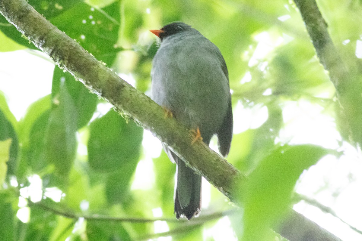 Black-faced Solitaire - ML637481830