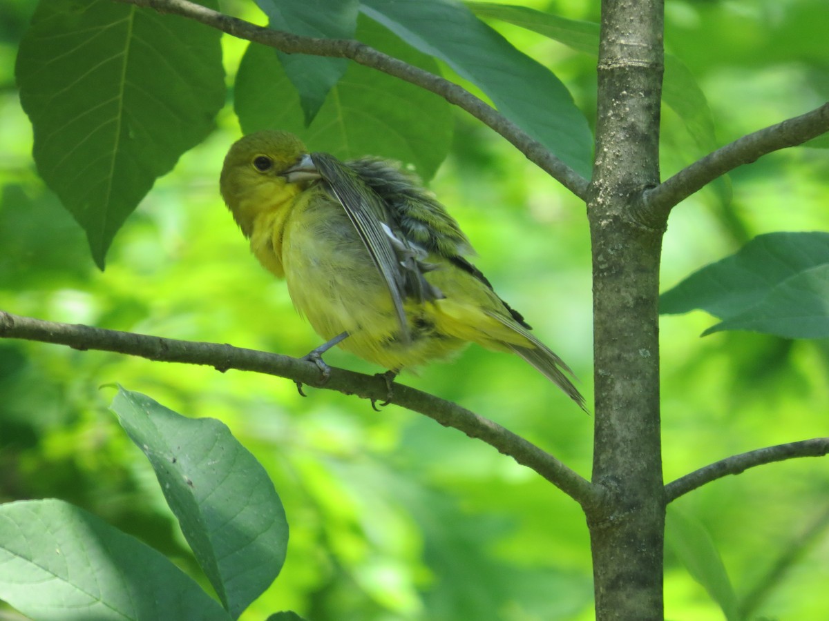 アカフウキンチョウ - ML637481848
