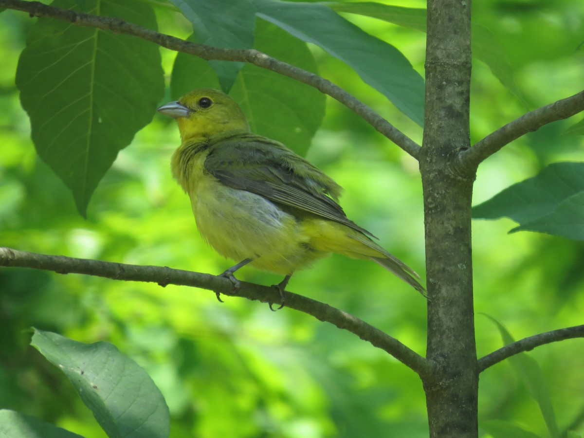 アカフウキンチョウ - ML637481855