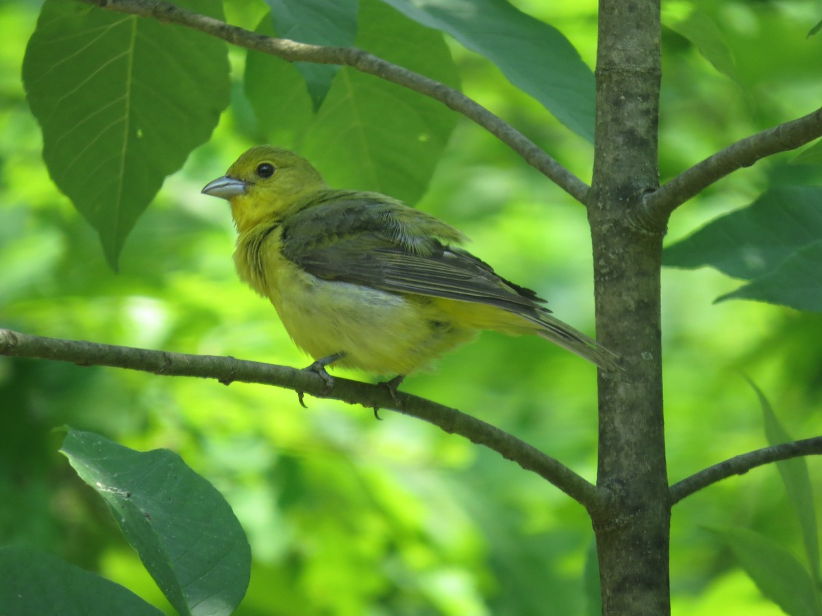 アカフウキンチョウ - ML637481856