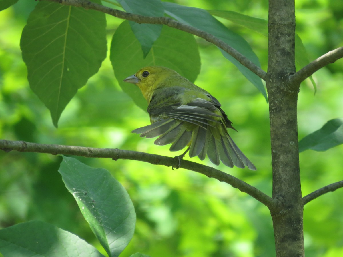 アカフウキンチョウ - ML637481868