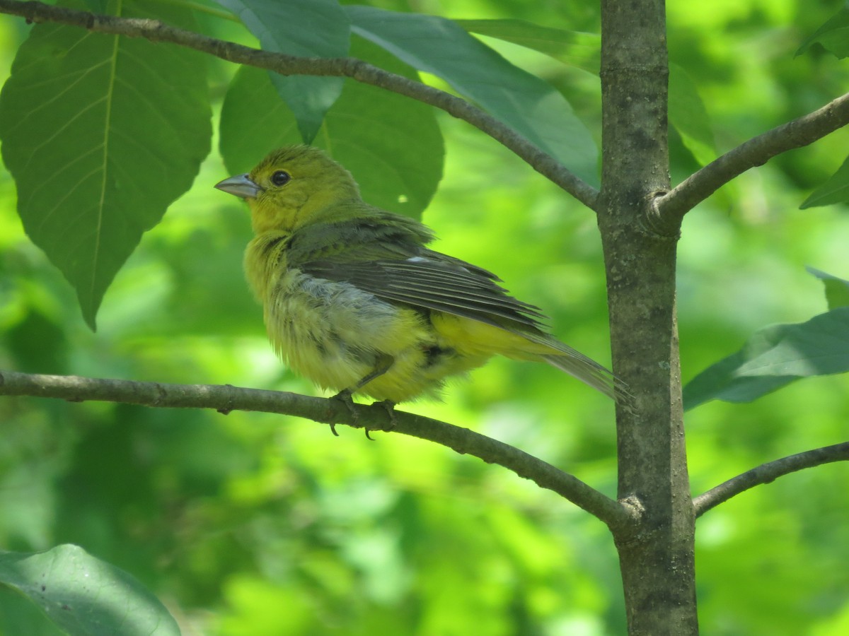 アカフウキンチョウ - ML637481870