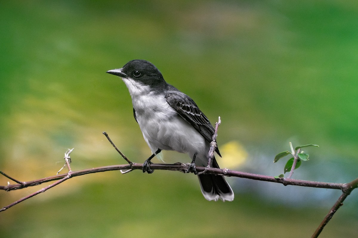 Eastern Kingbird - ML637481871