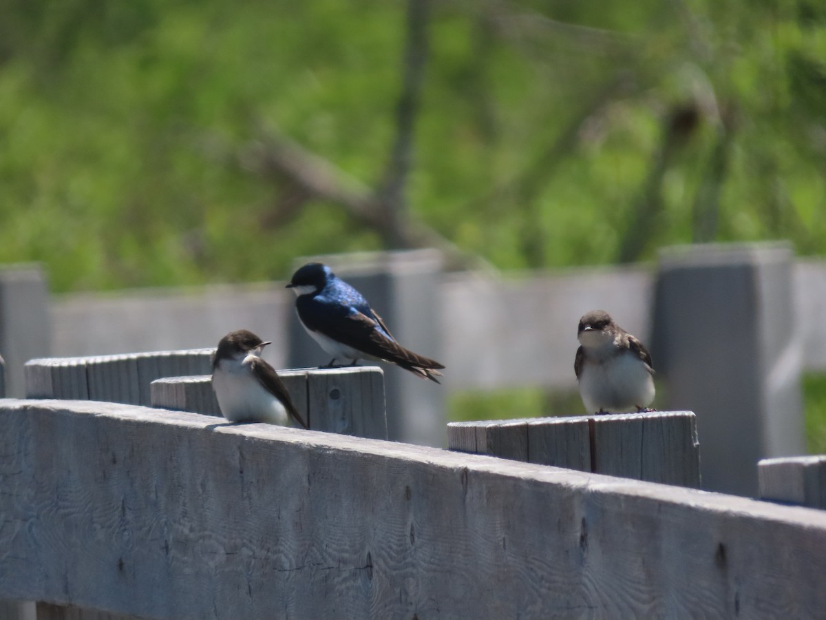 Tree Swallow - ML637481878
