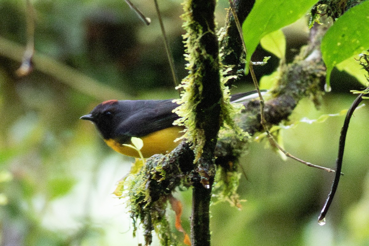 Slate-throated Redstart - ML637481886