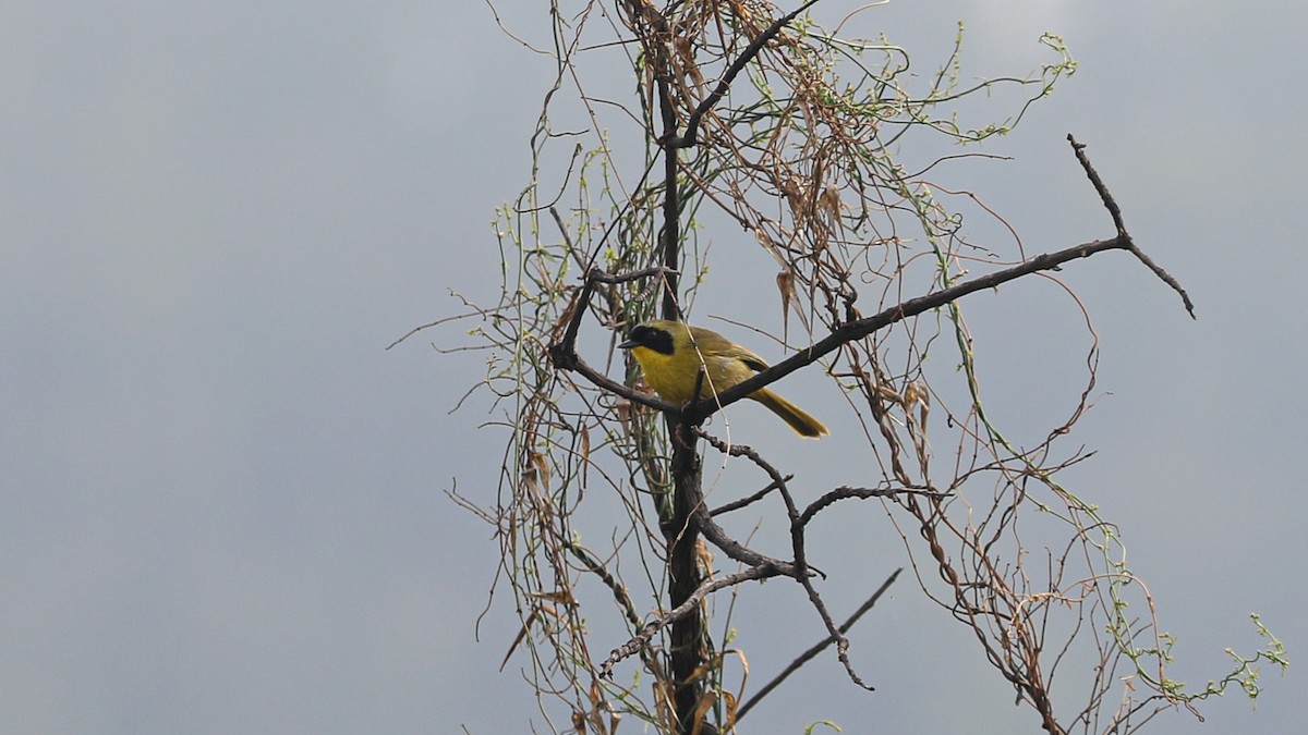 Hooded Yellowthroat - ML637481888