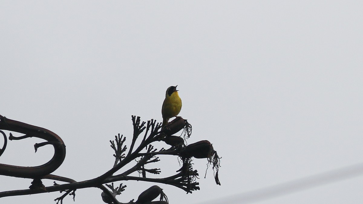 Hooded Yellowthroat - ML637481889