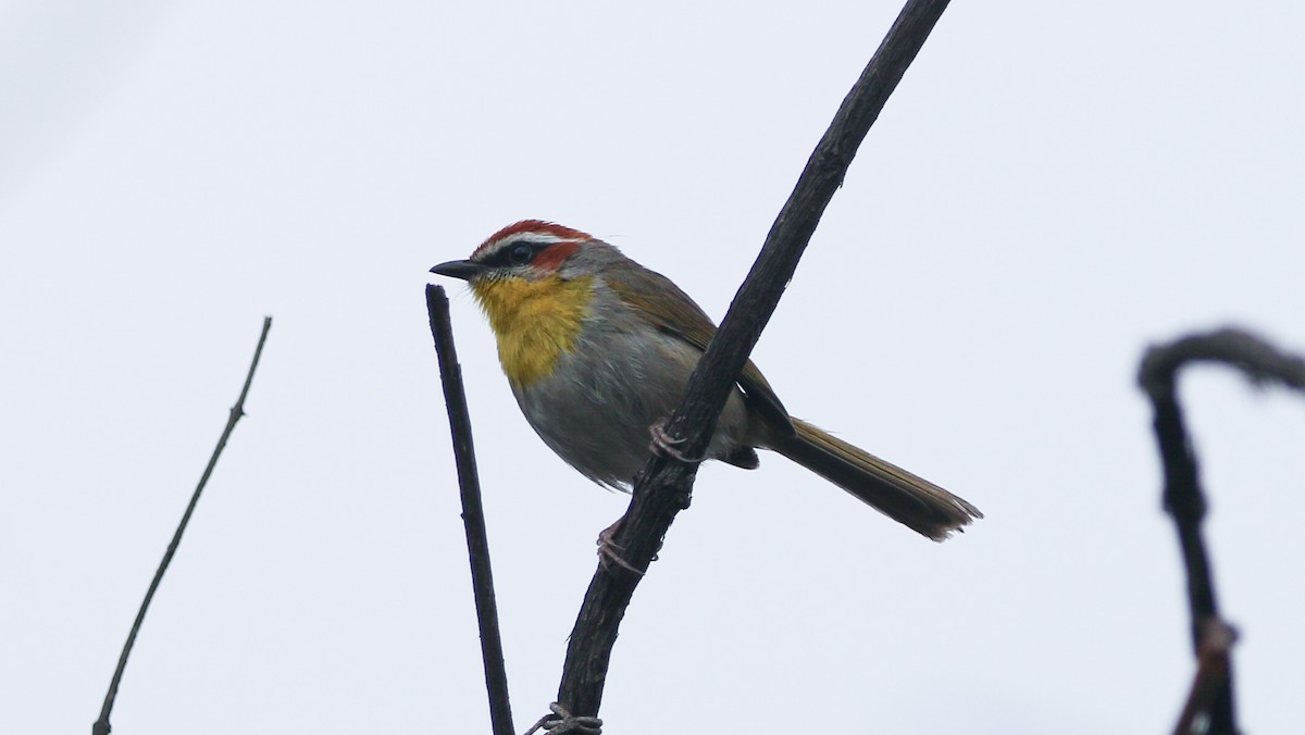 Rufous-capped Warbler (rufifrons Group) - ML637481912
