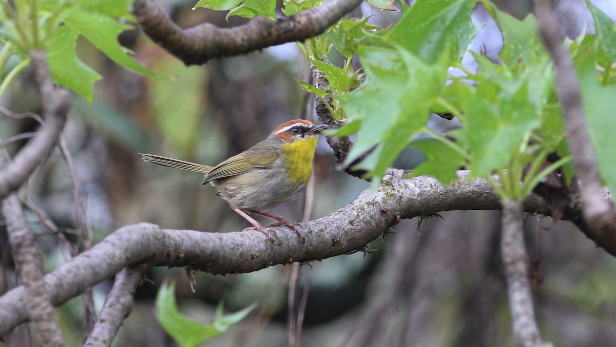 Rufous-capped Warbler (rufifrons Group) - ML637481913