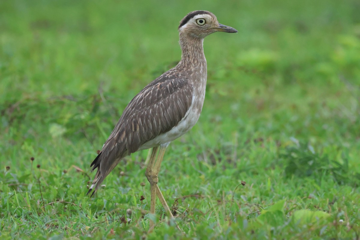 Double-striped Thick-knee - ML637481930