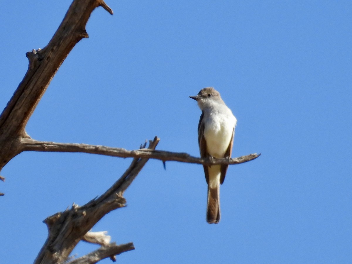 Ash-throated Flycatcher - ML637481966