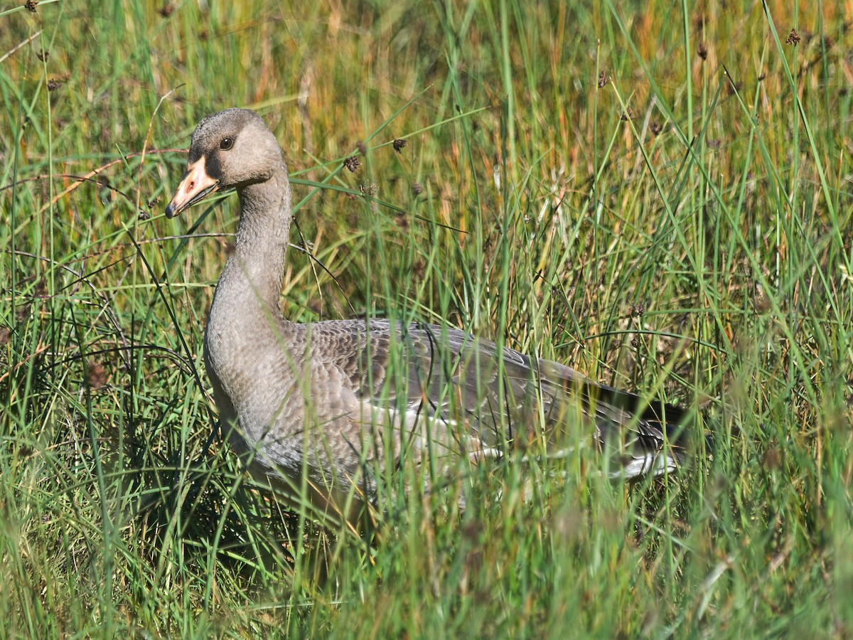マガン（gambelli／sponsa） - ML637481996