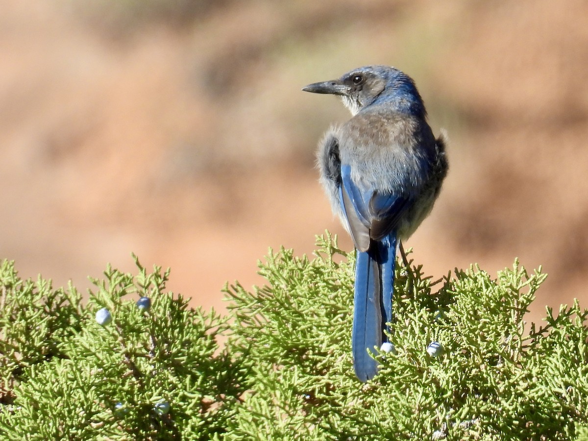 Woodhouse's Scrub-Jay - ML637481998