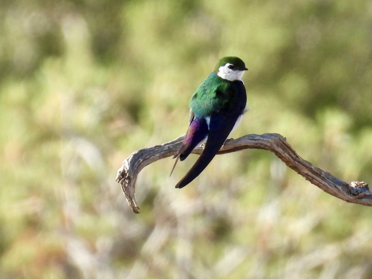 Violet-green Swallow - ML637482004