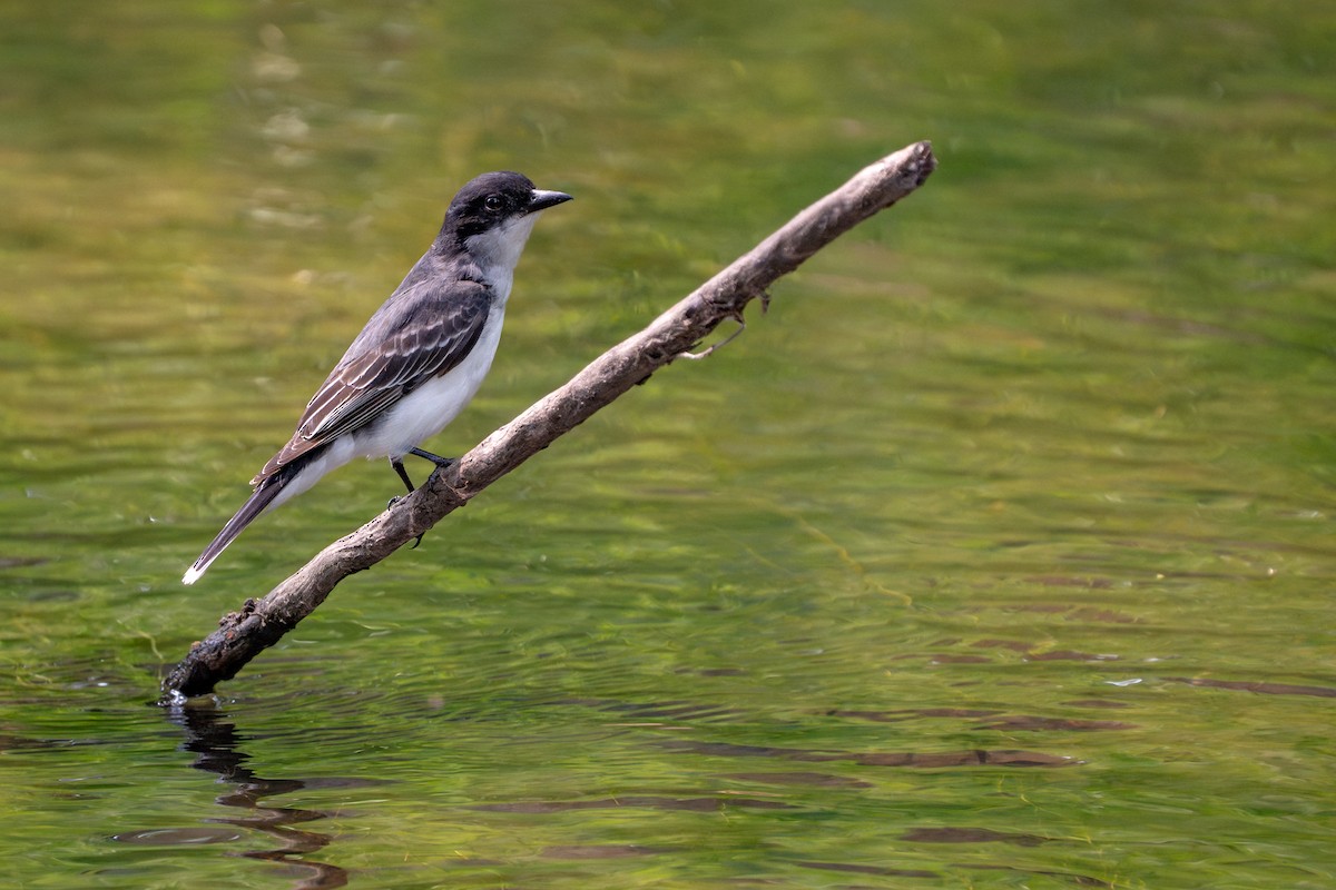 Eastern Kingbird - ML637482009