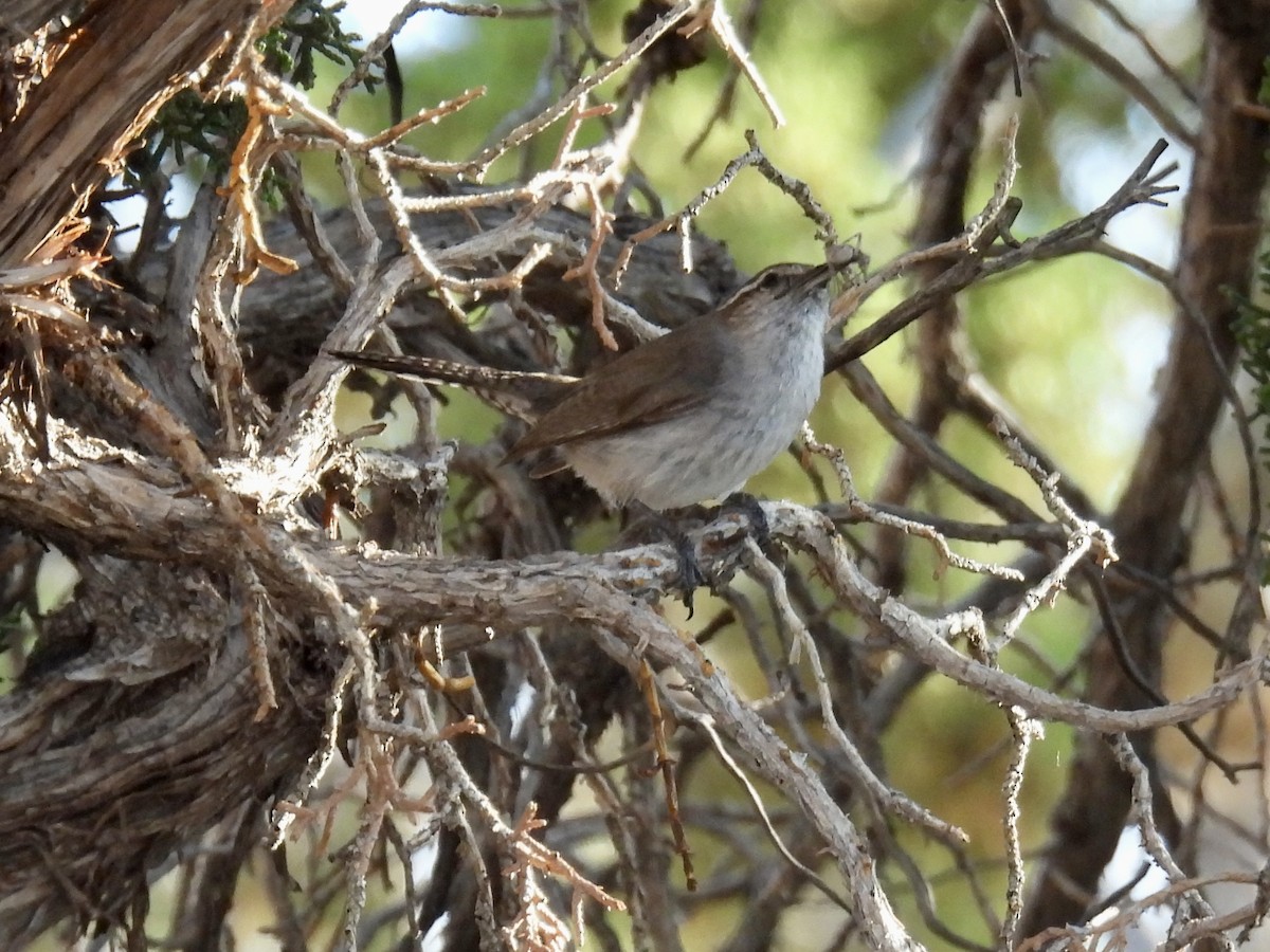 Bewick's Wren - ML637482010