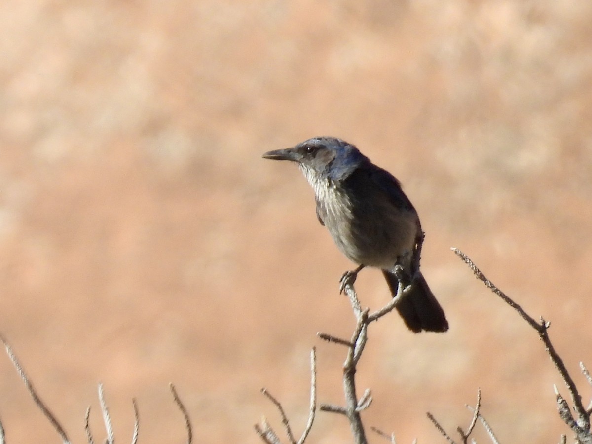 Woodhouse's Scrub-Jay - ML637482022