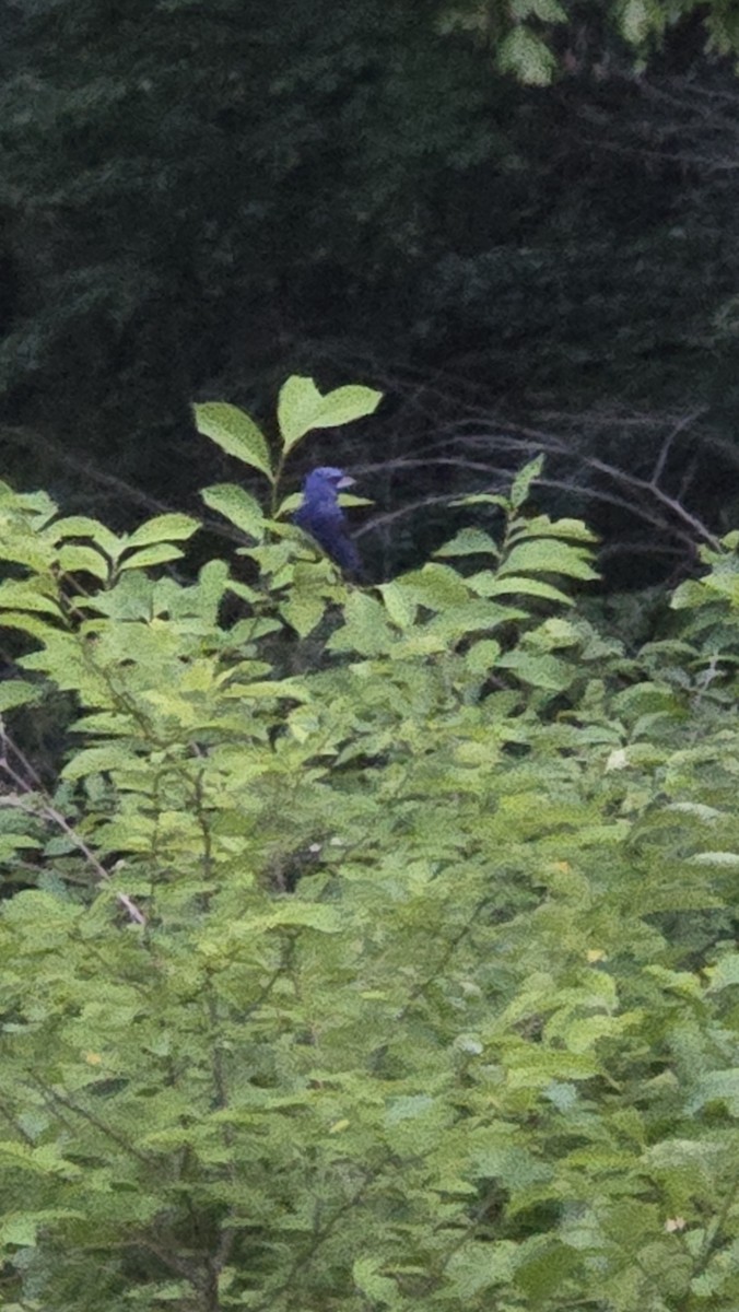 Blue Grosbeak - ML637482088