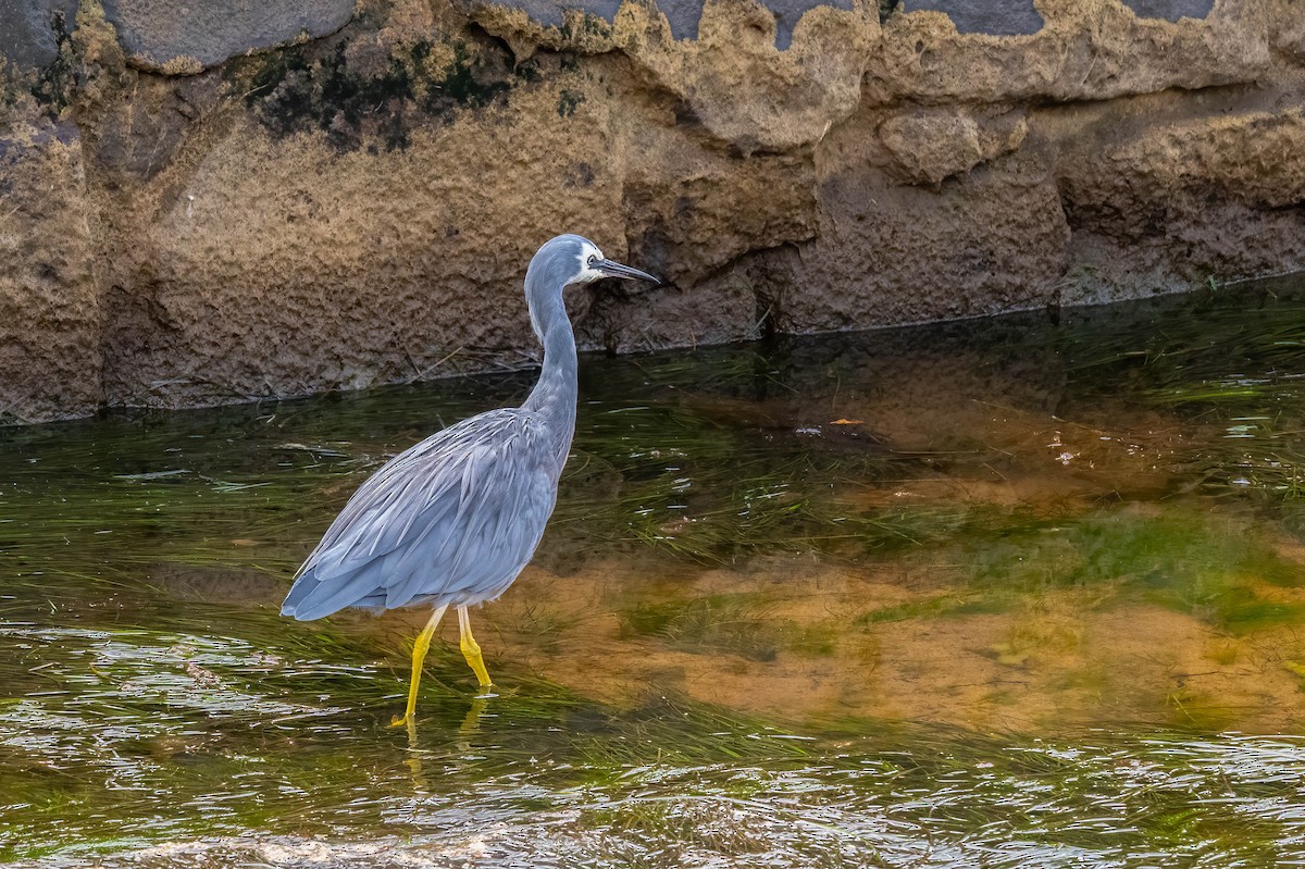 White-faced Heron - ML637482163
