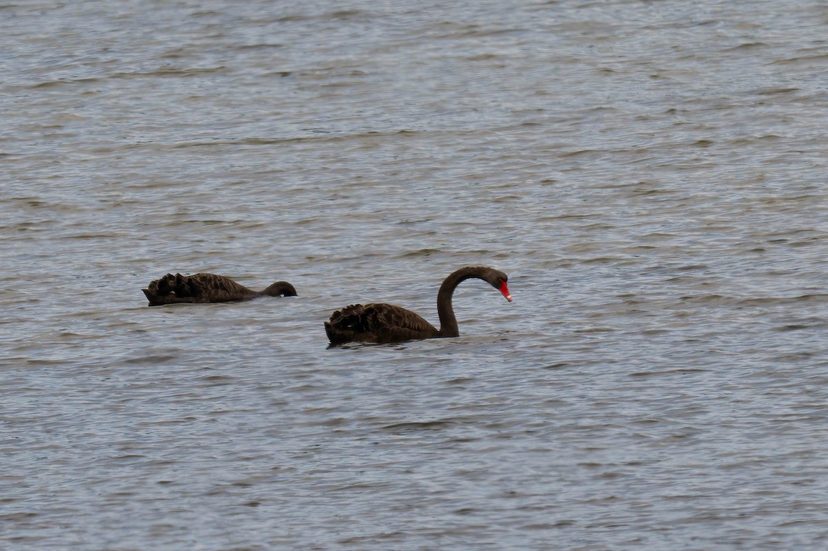 Black Swan - ML637482173