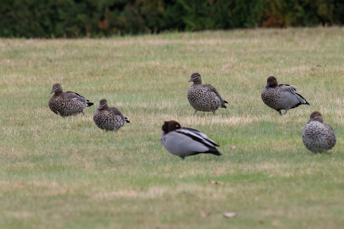 Maned Duck - ML637482174