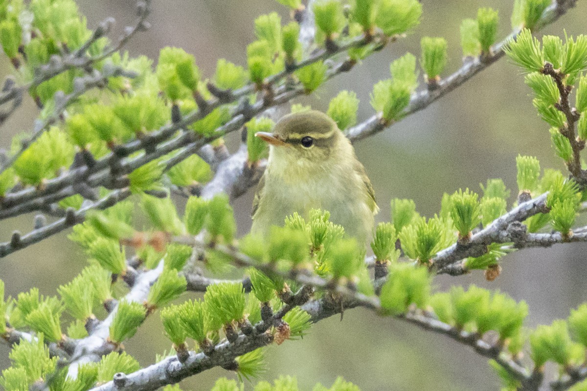 Japanese Leaf Warbler - ML637482305