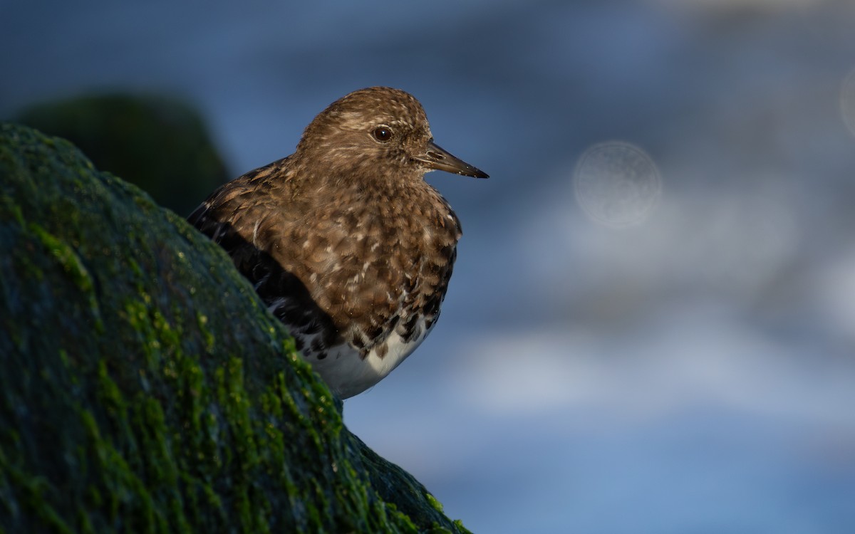 Black Turnstone - ML637482318
