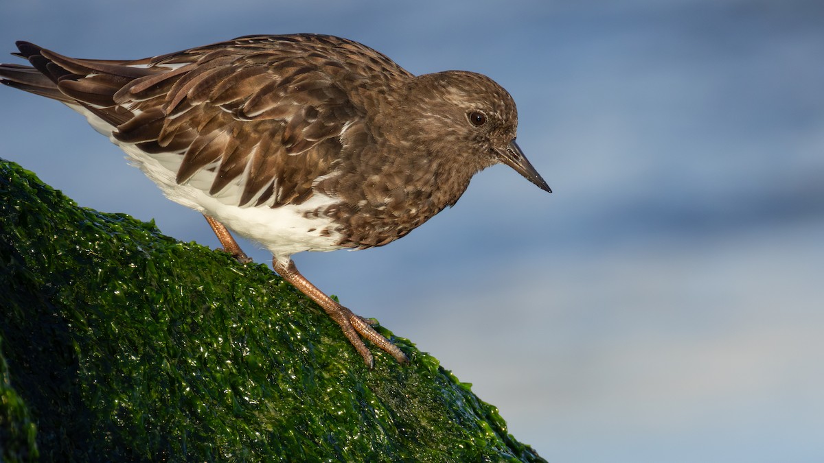 Black Turnstone - ML637482319