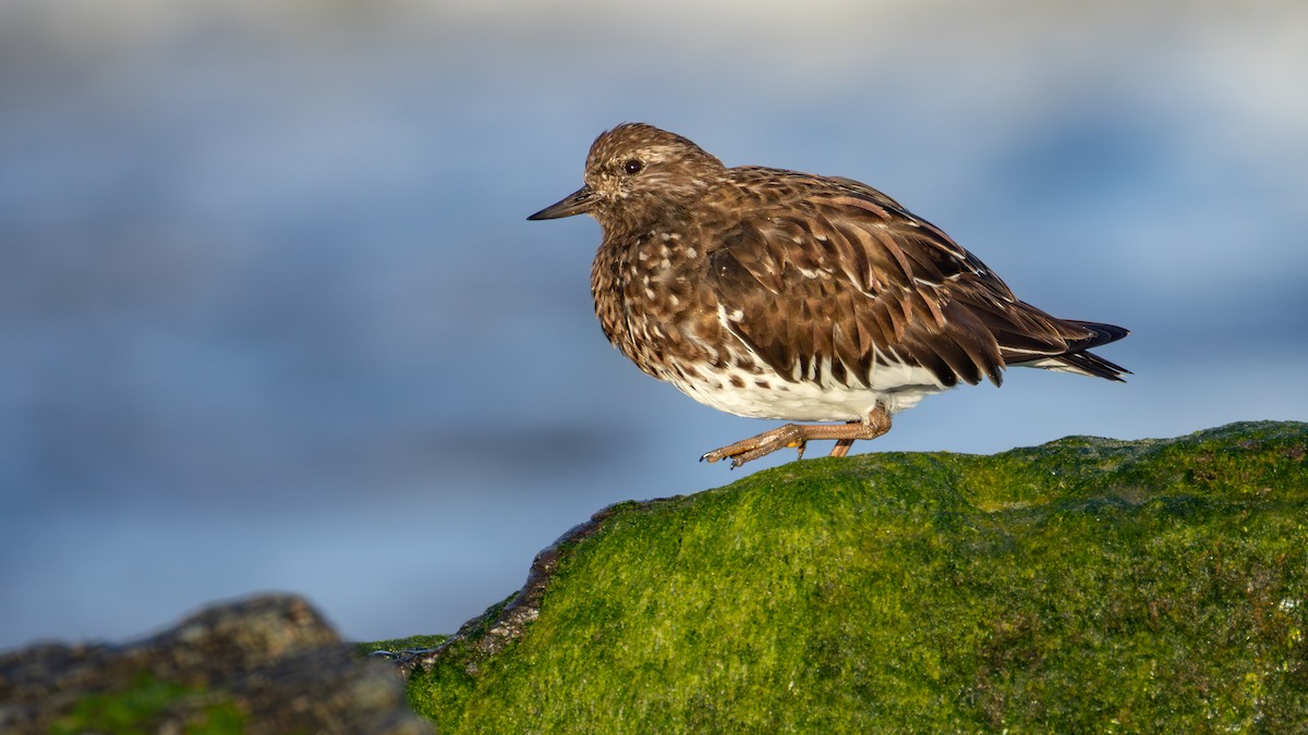Black Turnstone - ML637482320