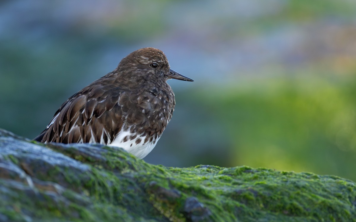 Black Turnstone - ML637482321