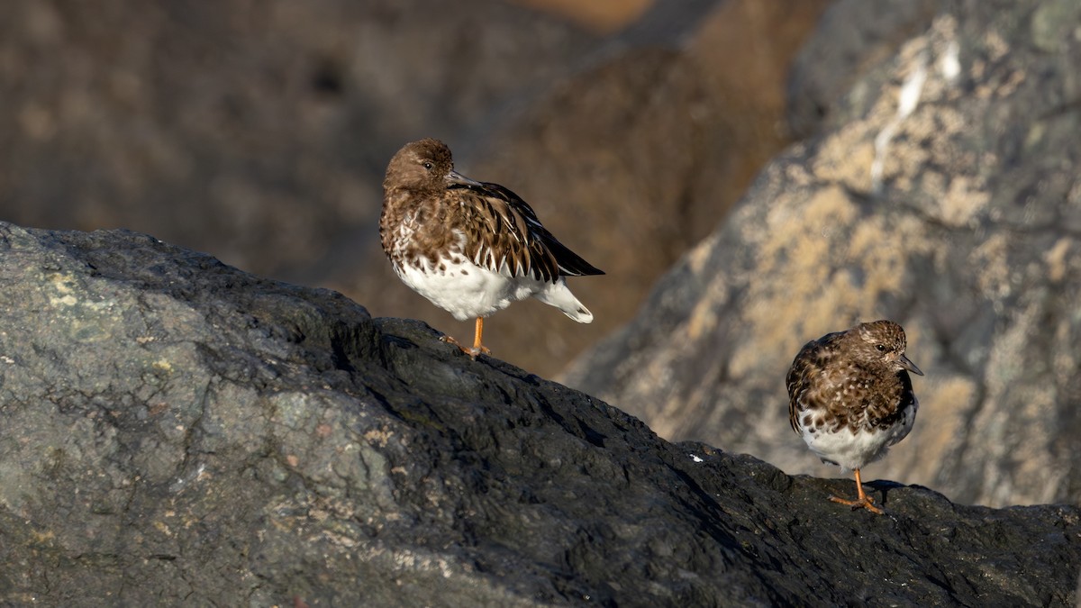 Black Turnstone - ML637482322
