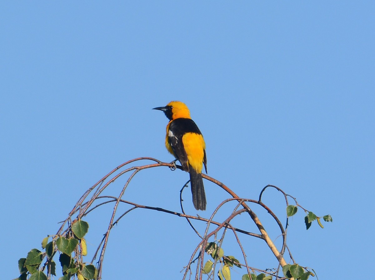 Hooded Oriole - ML637482328