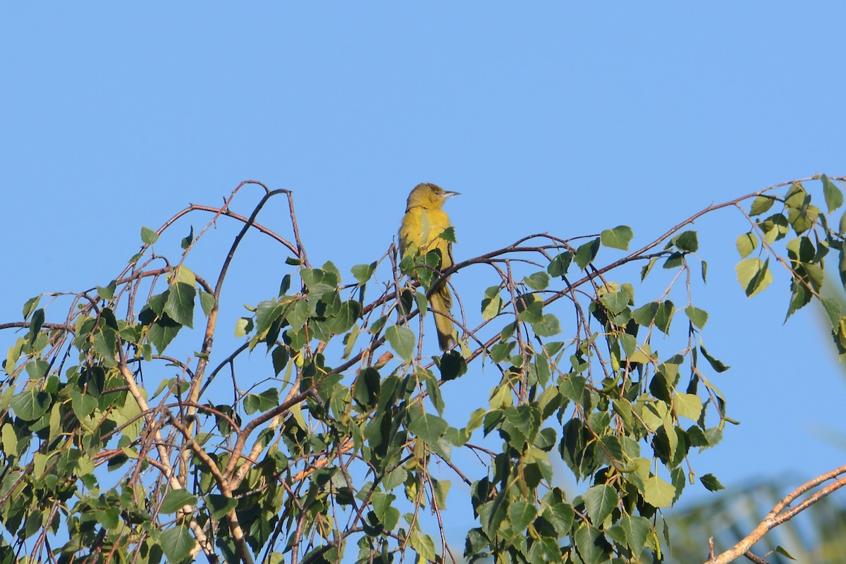 Hooded Oriole - ML637482333