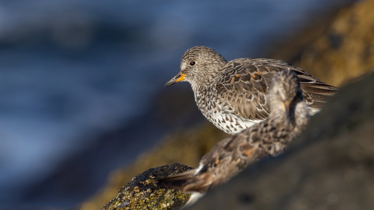 Surfbird - ML637482353