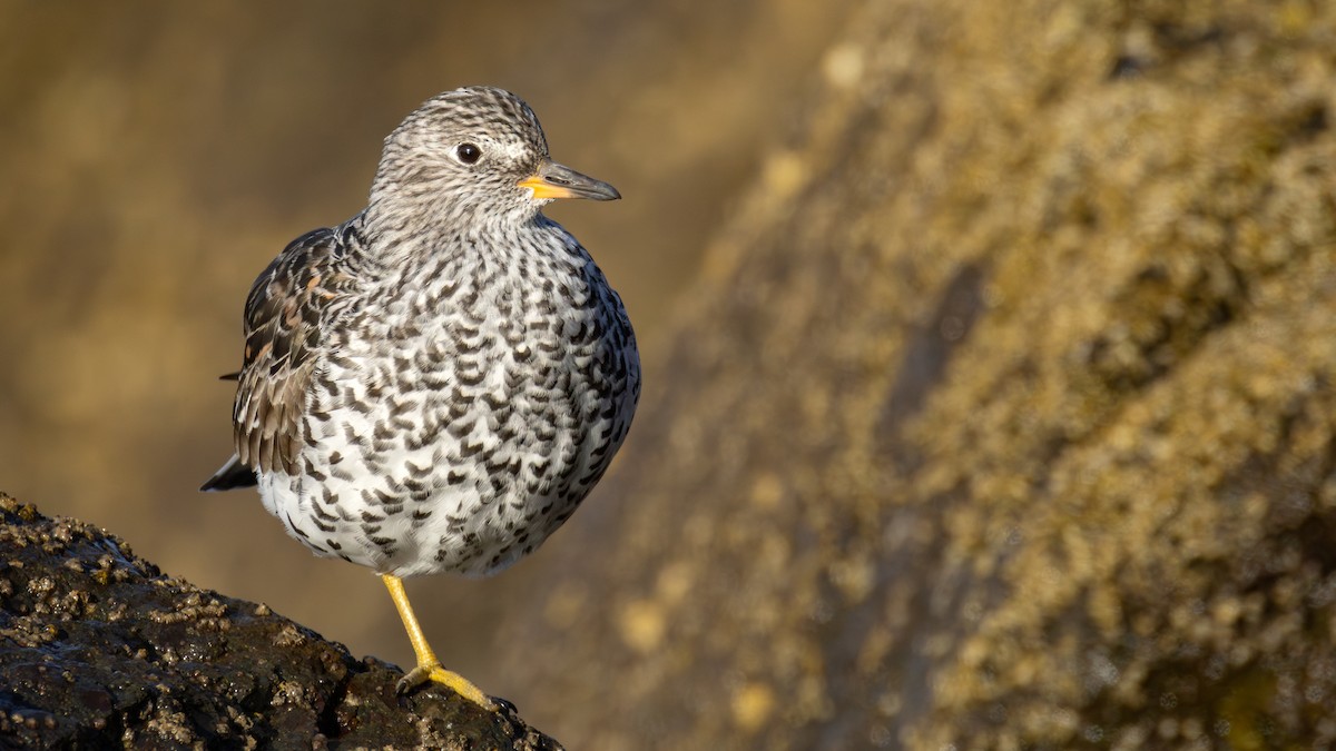 Surfbird - ML637482354
