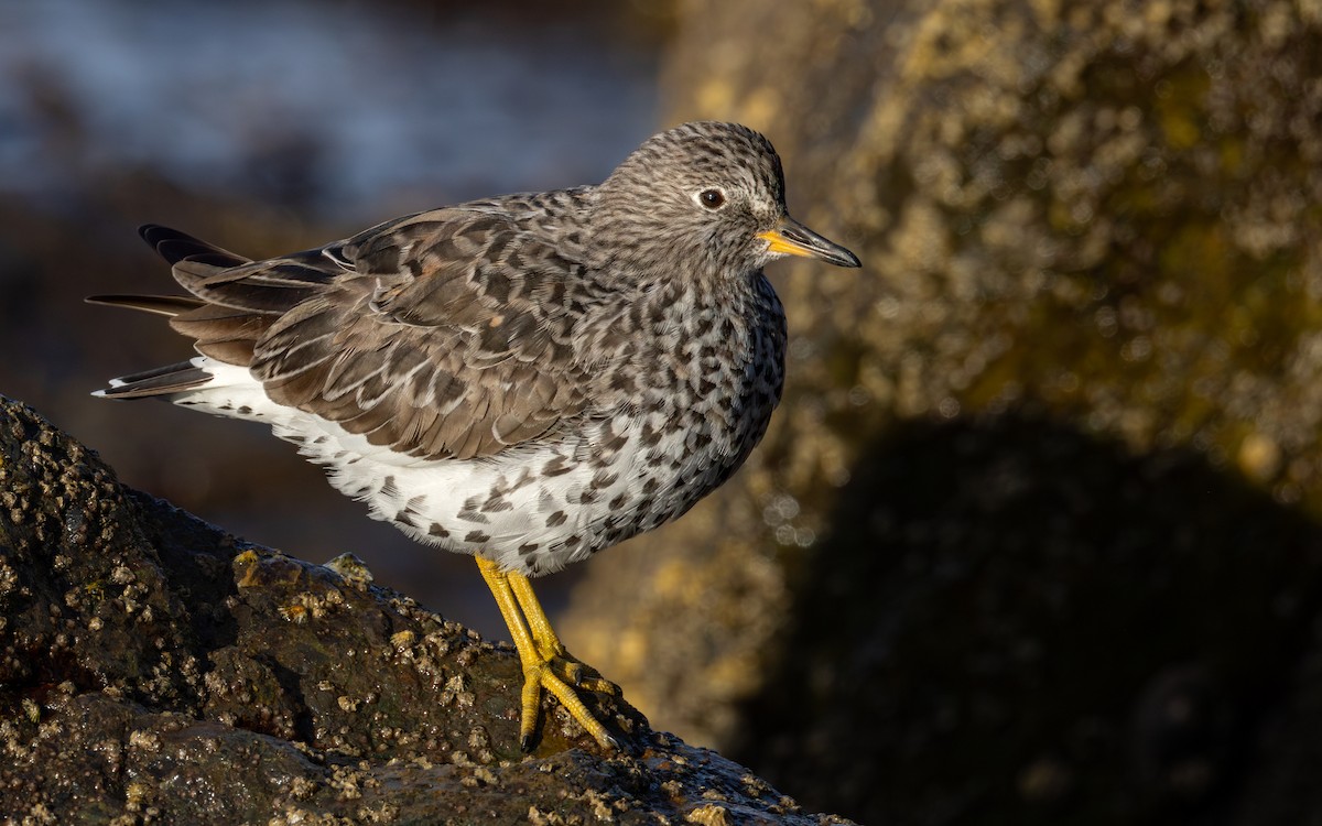Surfbird - ML637482355