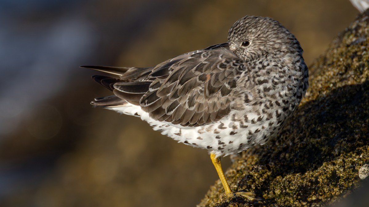 Surfbird - ML637482357