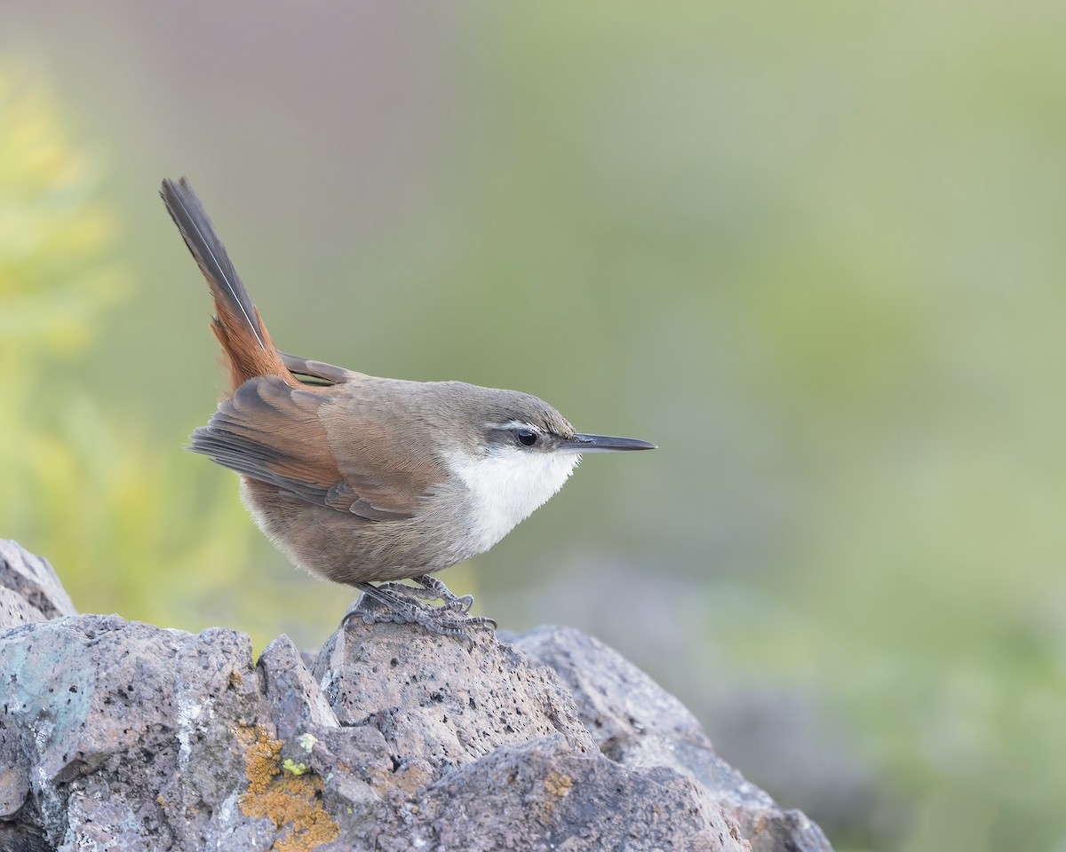 チリーカマドドリ - ML637482391