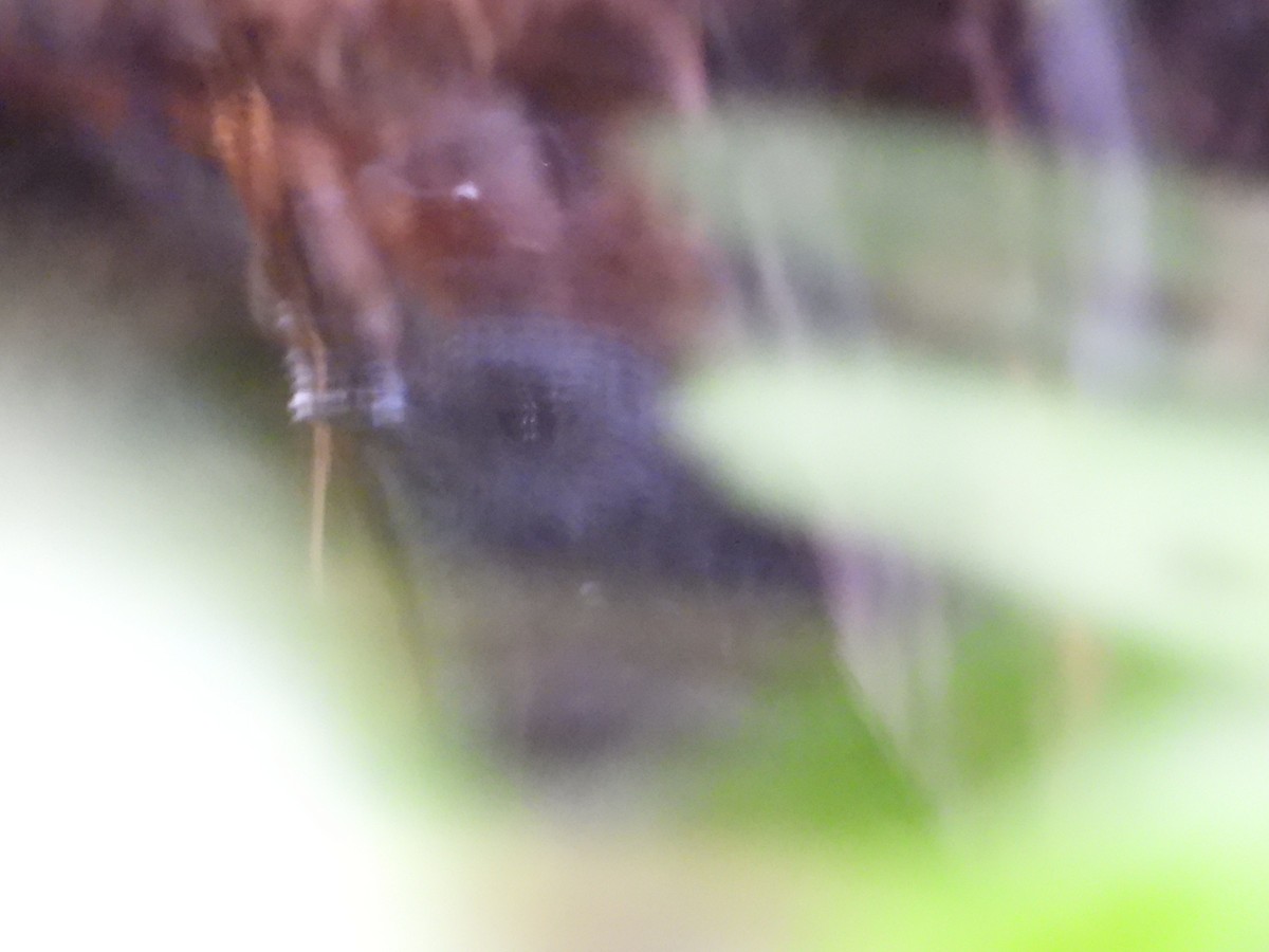 Tatama Tapaculo - ML637482439