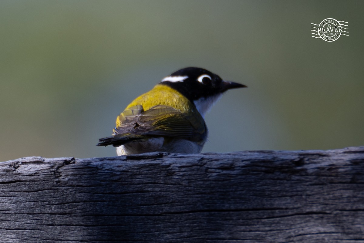 Gilbert's Honeyeater - ML637482446
