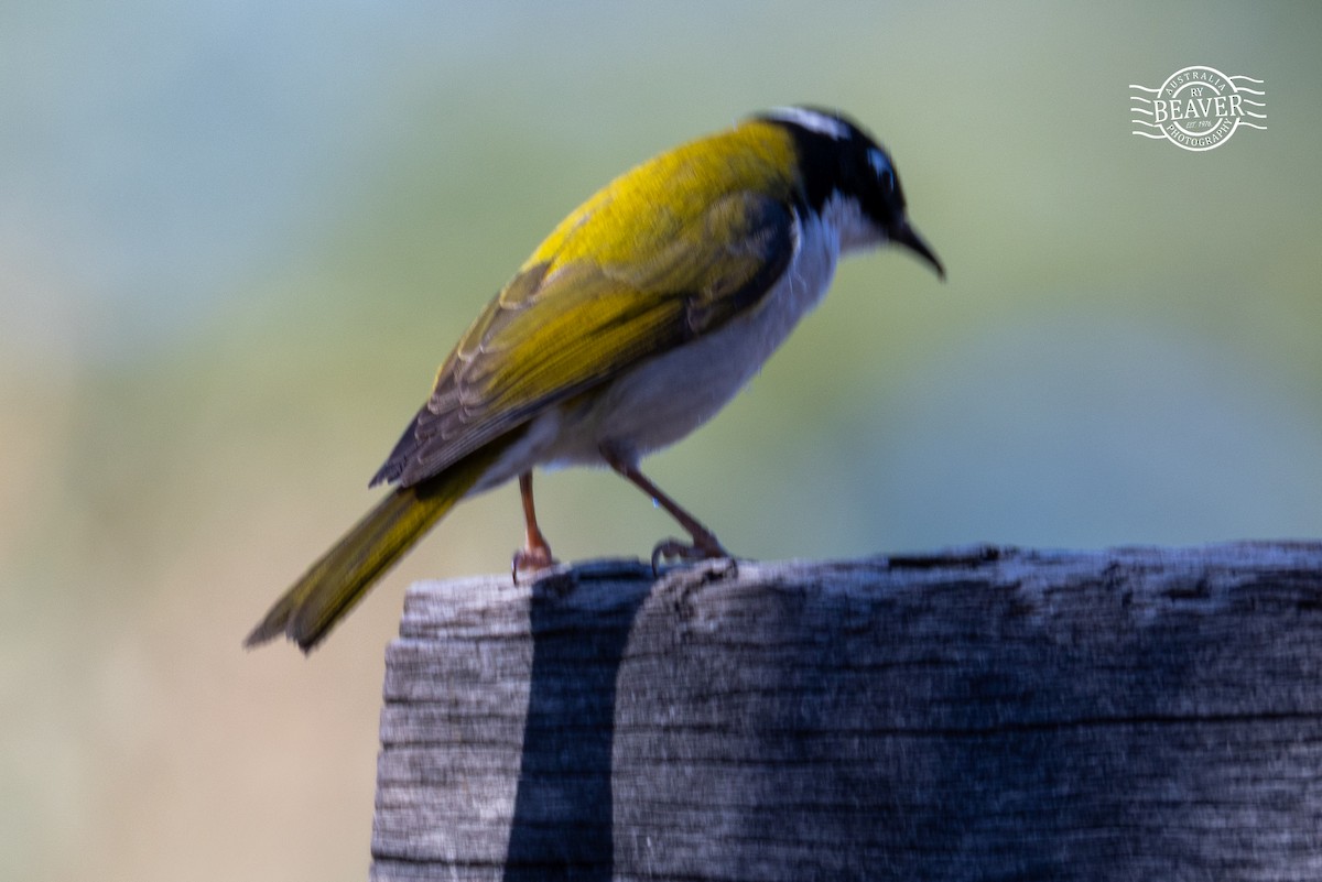 Gilbert's Honeyeater - ML637482447