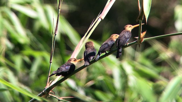 White-throated Jacamar - ML637482452