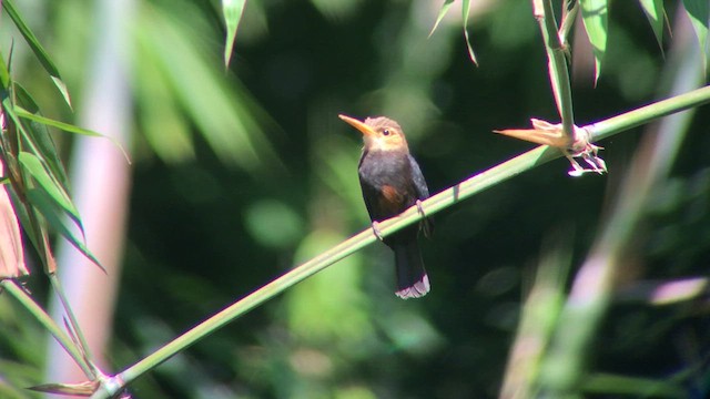White-throated Jacamar - ML637482455