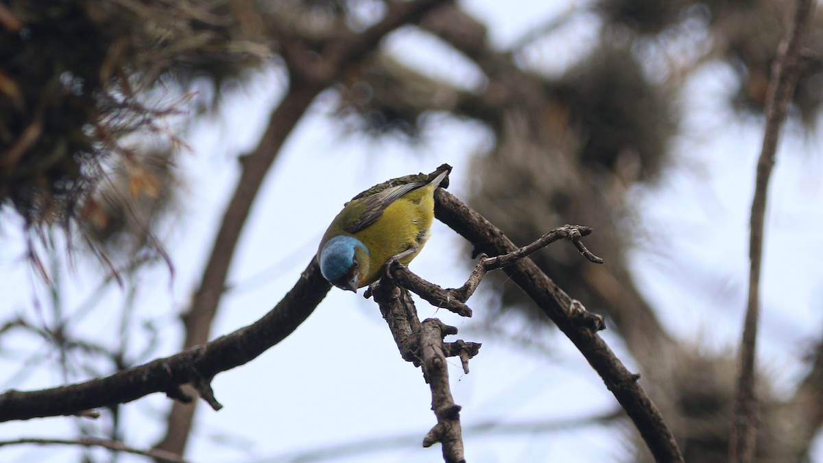 Elegant Euphonia - ML637482486