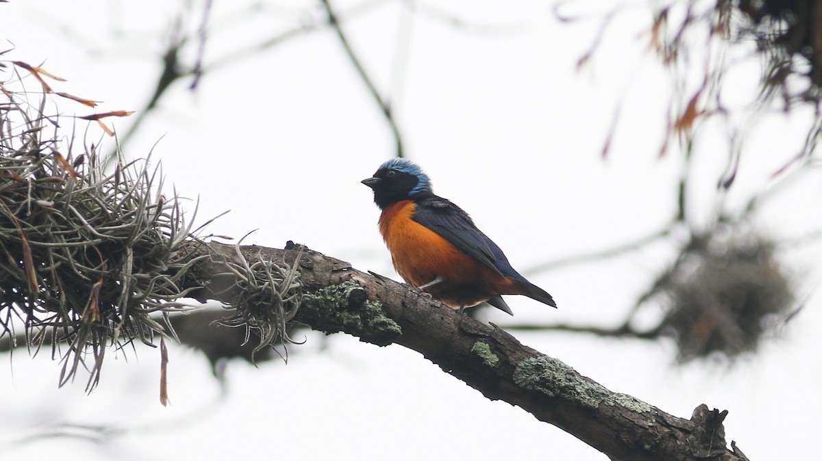 Elegant Euphonia - ML637482487