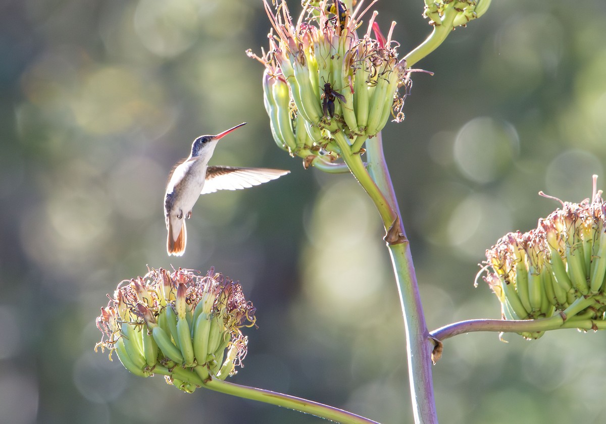 Violet-crowned Hummingbird - ML637482491