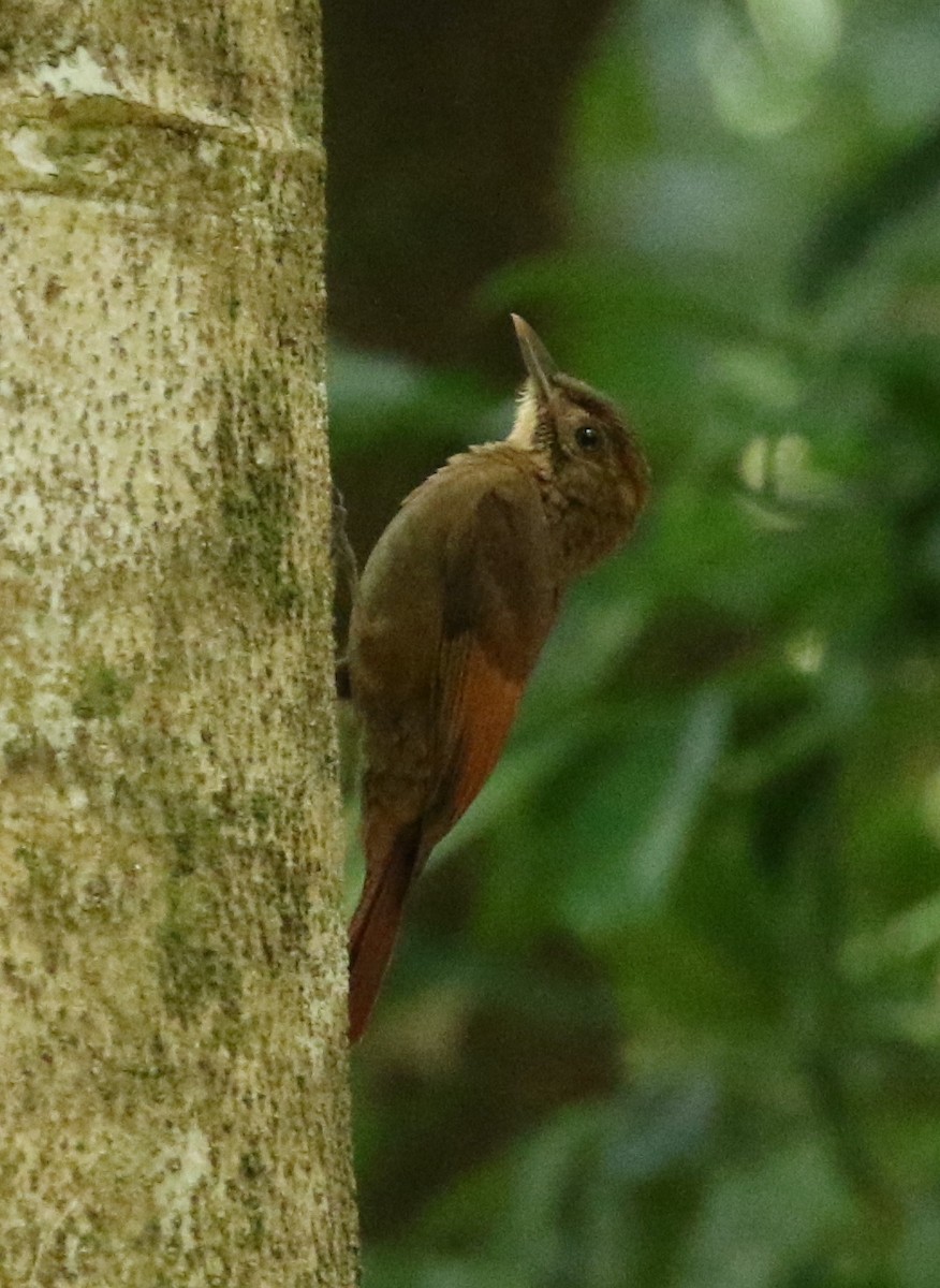 Tawny-winged Woodcreeper - ML637482541