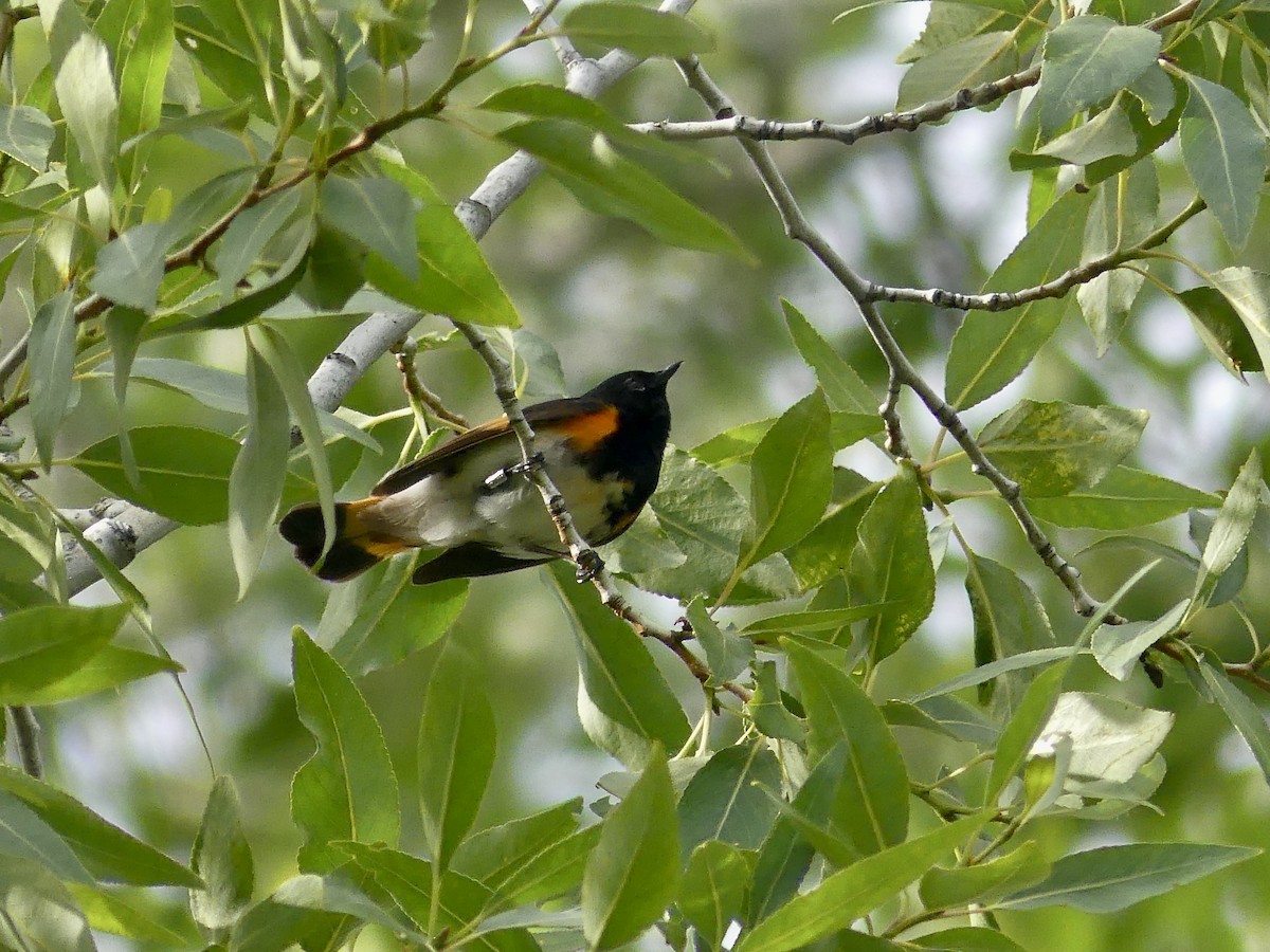 American Redstart - ML637482542