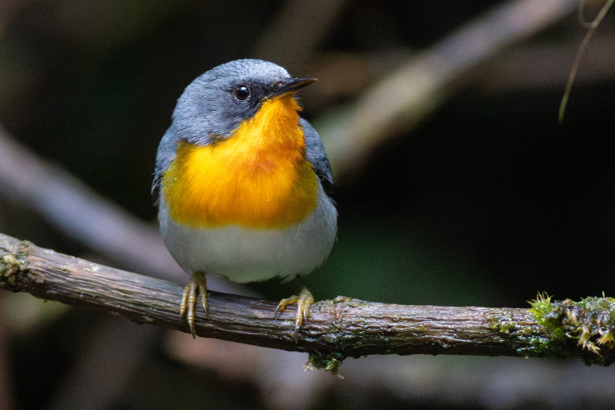 Flame-throated Warbler - ML637482557