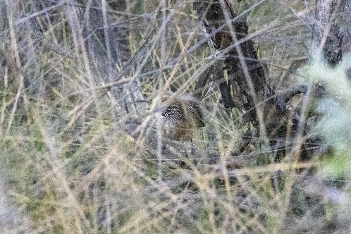 Striated Grasswren - ML637482560